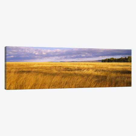 Crop in a fieldLast Dollar Road, Dallas Divide, Colorado, USA Canvas Print #PIM6513} by Panoramic Images Canvas Wall Art