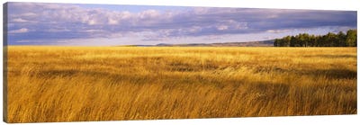 Crop in a fieldLast Dollar Road, Dallas Divide, Colorado, USA Canvas Art Print - Field, Grassland & Meadow Art