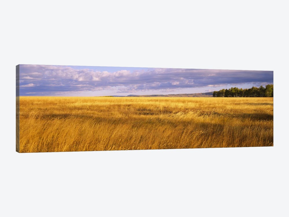 Crop in a fieldLast Dollar Road, Dallas Divide, Colorado, USA by Panoramic Images 1-piece Canvas Wall Art