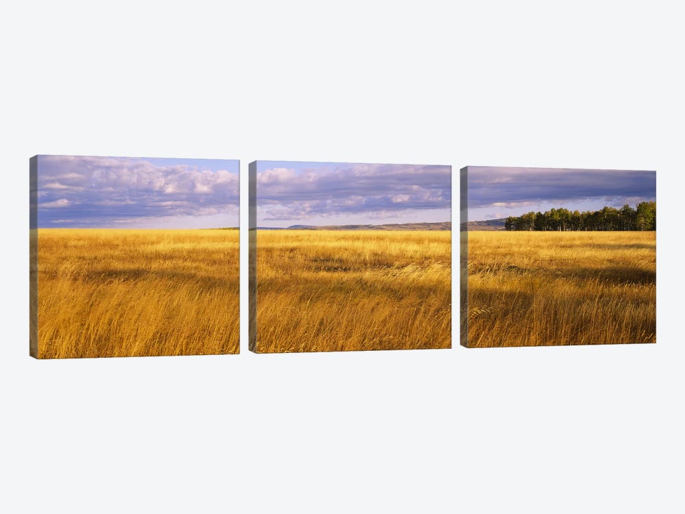 Crop in a fieldLast Dollar Road, Dallas Divide, Colorado, USA by Panoramic Images 3-piece Canvas Wall Art