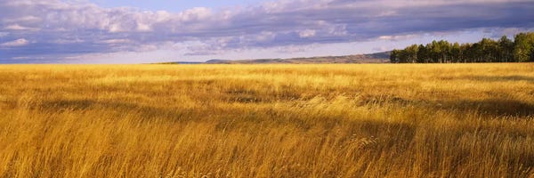 Photography: Crop in a fieldLast Dollar Road, Dallas Divide, Colorado, USA by Panoramic Images