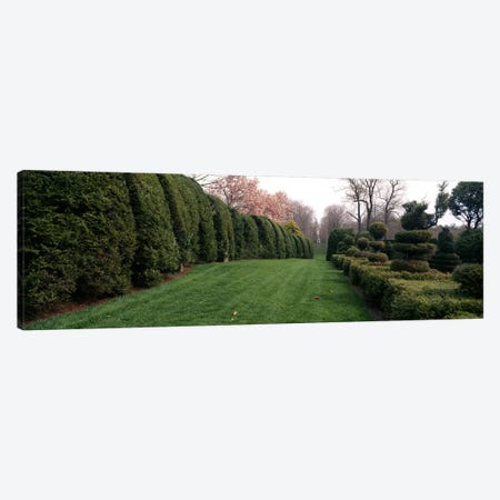 Hedge in a formal gardenLadew Topiary Gardens, Monkton, Baltimore County, Maryland, USA Canvas Print #PIM6515} by Panoramic Images Canvas Art Print