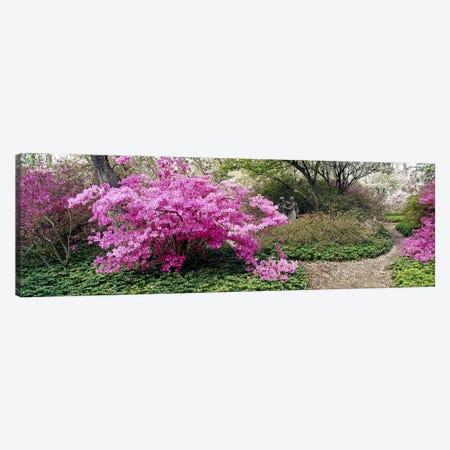 Azalea flowers in a gardenGarden of Eden, Ladew Topiary Gardens, Monkton, Baltimore County, Maryland, USA Canvas Print #PIM6517} by Panoramic Images Art Print