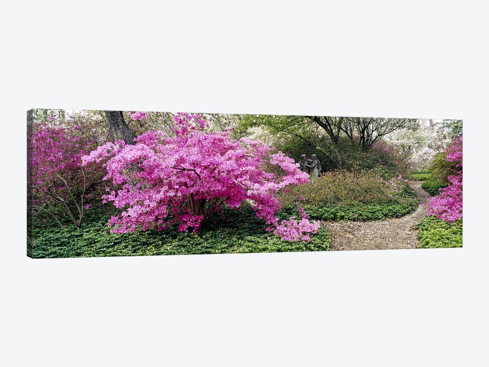 Azalea flowers in a gardenGarden of Eden, Ladew Topiary Gardens, Monkton, Baltimore County, Maryland, USA by Panoramic Images 1-piece Canvas Wall Art