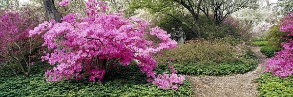 Maryland: Azalea flowers in a gardenGarden of Eden, Ladew Topiary Gardens, Monkton, Baltimore County, Maryland, USA by Panoramic Images