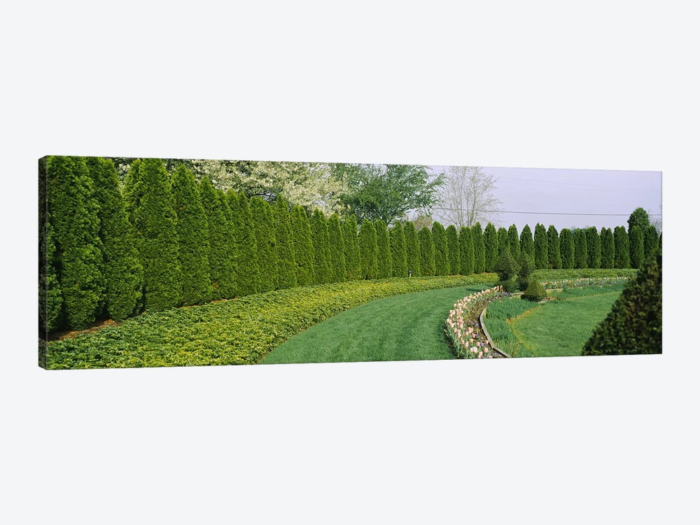 Row of arbor vitae trees in a gardenLadew Topiary Gardens, Monkton, Baltimore County, Maryland, USA by Panoramic Images 1-piece Art Print