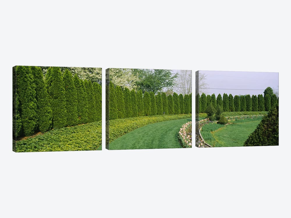 Row of arbor vitae trees in a gardenLadew Topiary Gardens, Monkton, Baltimore County, Maryland, USA by Panoramic Images 3-piece Canvas Print