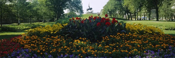 Flowers in a park, Grant Park, Chicago, Cook County, Illinois, USA
