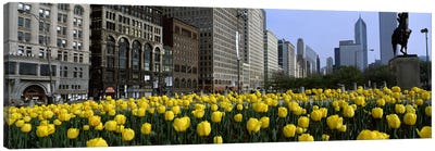 Tulip flowers in a park with buildings in the background, Grant Park, South Michigan Avenue, Chicago, Cook County, Illinois, USA Canvas Art Print - Illinois Art