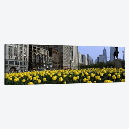Tulip flowers in a park with buildings in the background, Grant Park, South Michigan Avenue, Chicago, Cook County, Illinois, USA Canvas Print #PIM6545} by Panoramic Images Canvas Wall Art