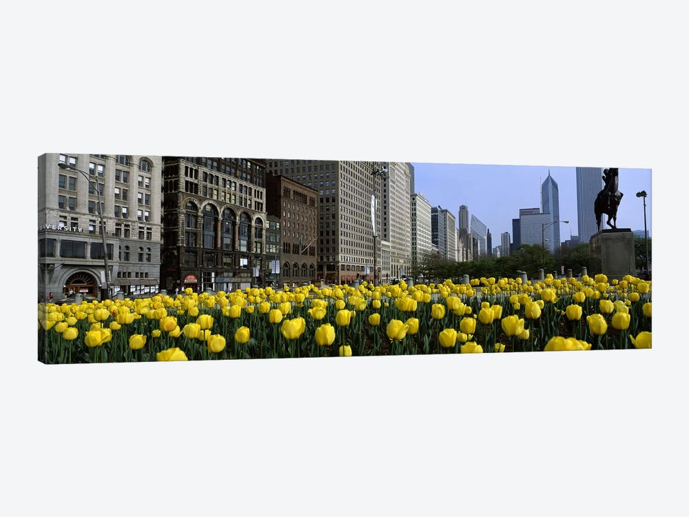Tulip flowers in a park with buildings in the background, Grant Park, South Michigan Avenue, Chicago, Cook County, Illinois, USA by Panoramic Images 1-piece Art Print