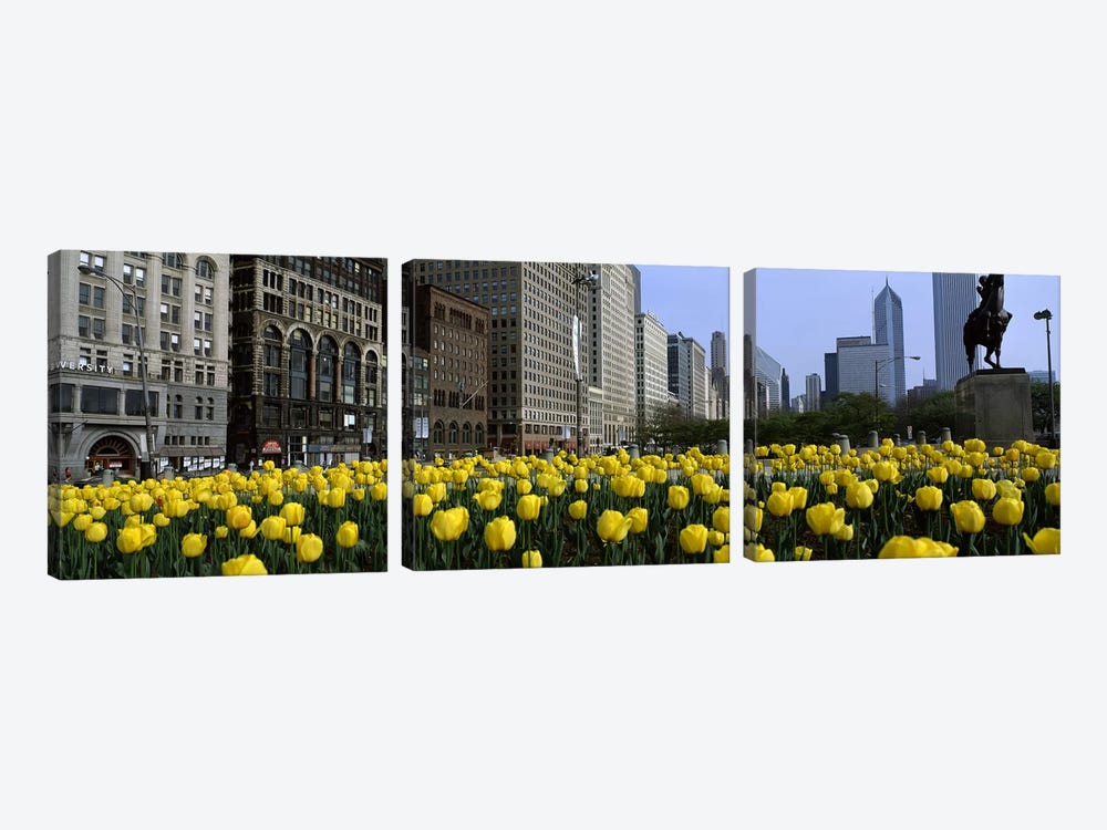 Tulip flowers in a park with buildings in the background, Grant Park, South Michigan Avenue, Chicago, Cook County, Illinois, USA by Panoramic Images 3-piece Canvas Print