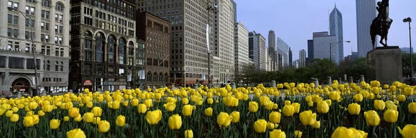 Tulips: Tulip flowers in a park with buildings in the background, Grant Park, South Michigan Avenue, Chicago, Cook County, Illinois, USA by Panoramic Images