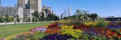 Flowers in a garden, Welcome Garden, Grant Park, Michigan Avenue, Roosevelt Road, Chicago, Cook County, Illinois, USA by Panoramic Images canvas print