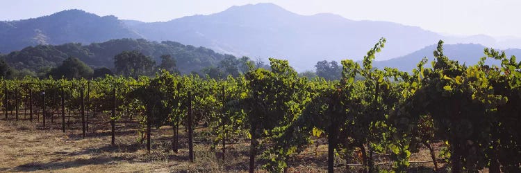 Vineyard Landscape, Napa Valley AVA, Napa County, California, USA
