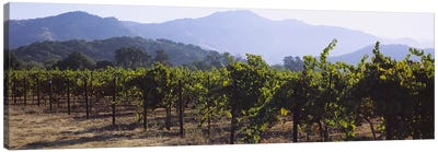 Vineyard Landscape, Napa Valley AVA, Napa County, California, USA Canvas Art Print - Napa Valley