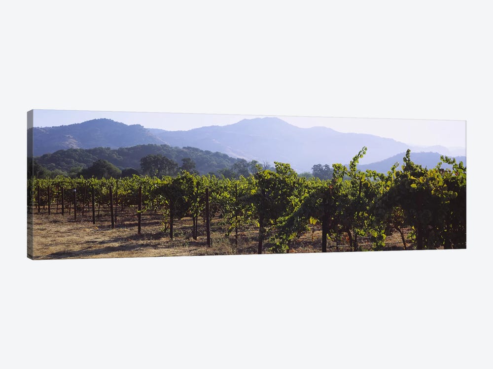 Vineyard Landscape, Napa Valley AVA, Napa County, California, USA by Panoramic Images 1-piece Art Print