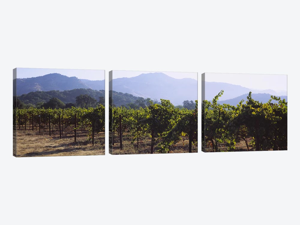 Vineyard Landscape, Napa Valley AVA, Napa County, California, USA by Panoramic Images 3-piece Canvas Print
