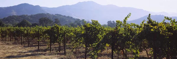 Napa Valley: Vineyard Landscape, Napa Valley AVA, Napa County, California, USA by Panoramic Images