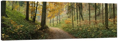 Road Through An Autumnal Forest Landscape, Baden-Wurttemberg, Germany Canvas Art Print - Germany Art