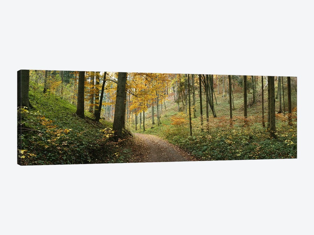 Road Through An Autumnal Forest Landscape, Baden-Wurttemberg, Germany by Panoramic Images 1-piece Canvas Artwork