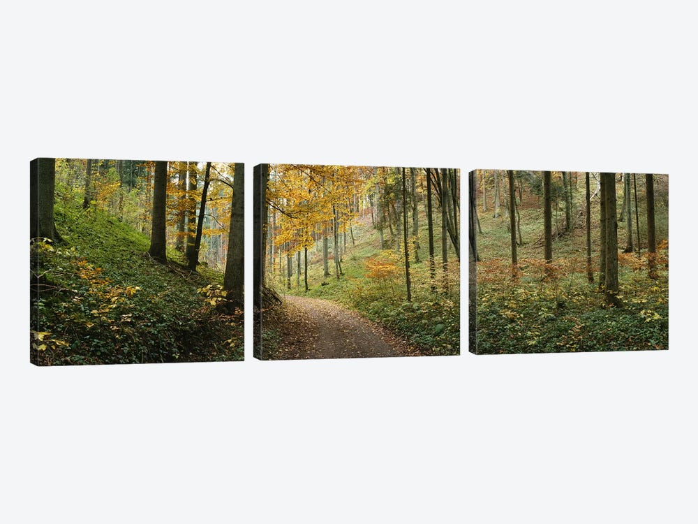 Road Through An Autumnal Forest Landscape, Baden-Wurttemberg, Germany by Panoramic Images 3-piece Canvas Artwork
