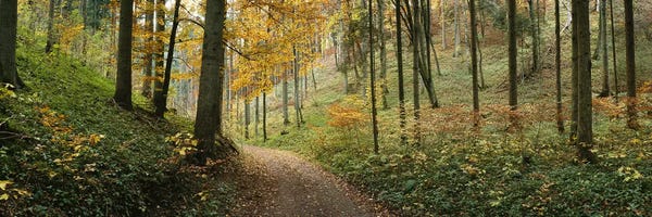 Road Through An Autumnal Forest Landscape, Baden-Wurttemberg, Germany