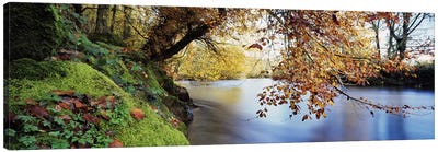 Trees along a riverRiver Dart, Bickleigh, Mid Devon, Devon, England Canvas Art Print - River, Creek & Stream Art