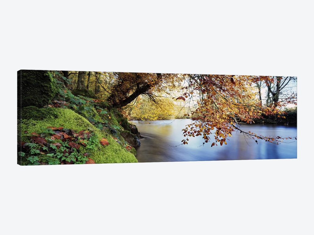 Trees along a riverRiver Dart, Bickleigh, Mid Devon, Devon, England by Panoramic Images 1-piece Canvas Wall Art