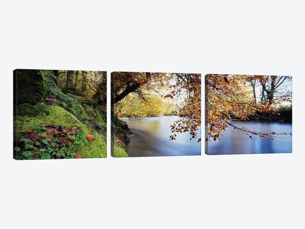 Trees along a riverRiver Dart, Bickleigh, Mid Devon, Devon, England by Panoramic Images 3-piece Canvas Wall Art