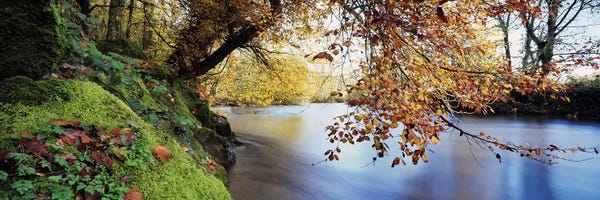 Trees along a riverRiver Dart, Bickleigh, Mid Devon, Devon, England