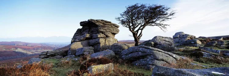 Bare tree near rocks, Haytor Rocks, Dartmoor, Devon, England