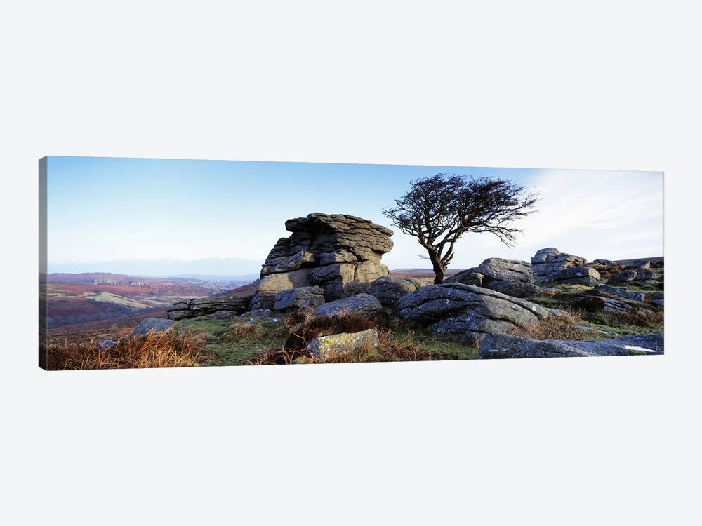 Bare tree near rocks, Haytor Rocks, Dartmoor, Devon, England by Panoramic Images 1-piece Canvas Wall Art