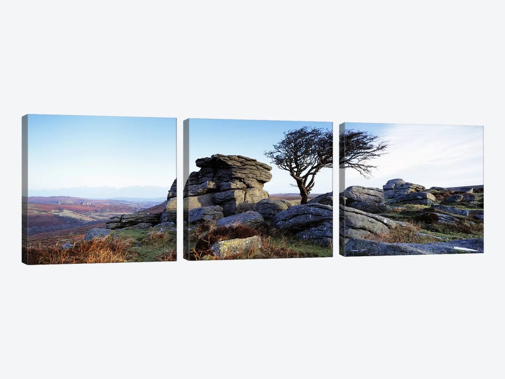Bare tree near rocks, Haytor Rocks, Dartmoor, Devon, England by Panoramic Images 3-piece Canvas Art