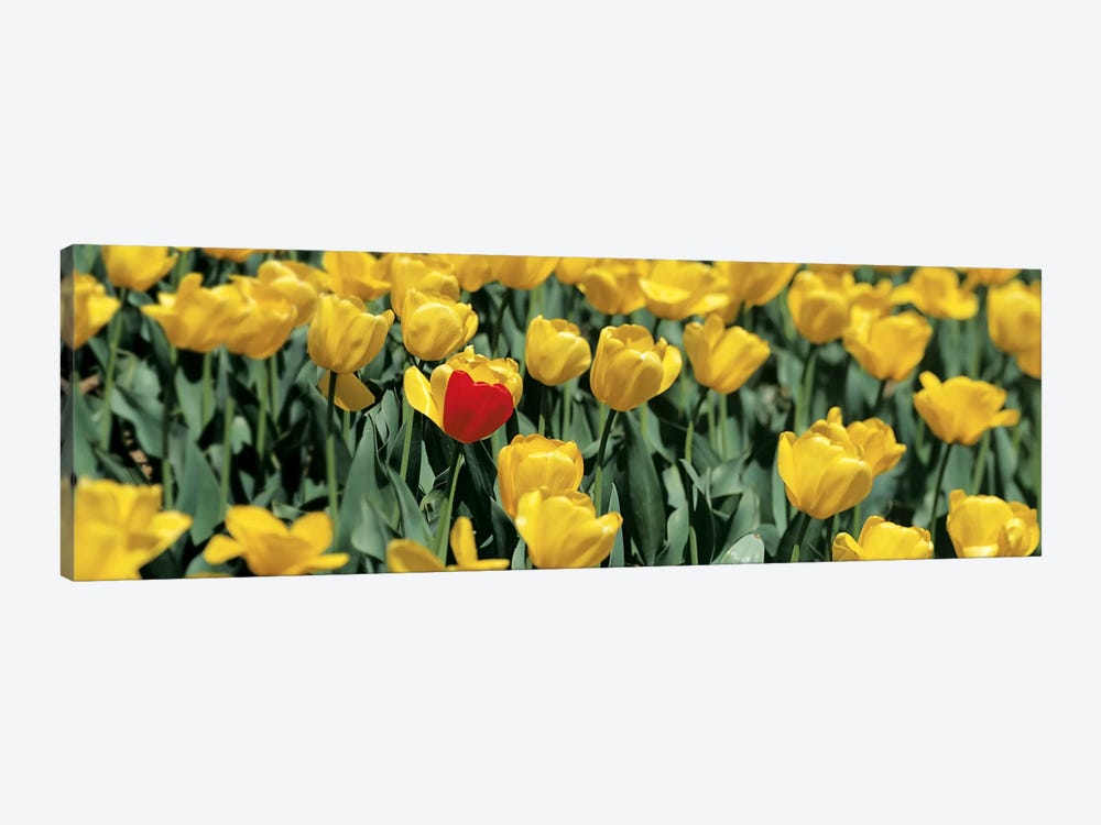 Yellow tulips in a field by Panoramic Images 1-piece Canvas Artwork