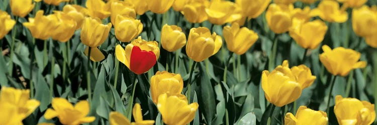 Yellow tulips in a field