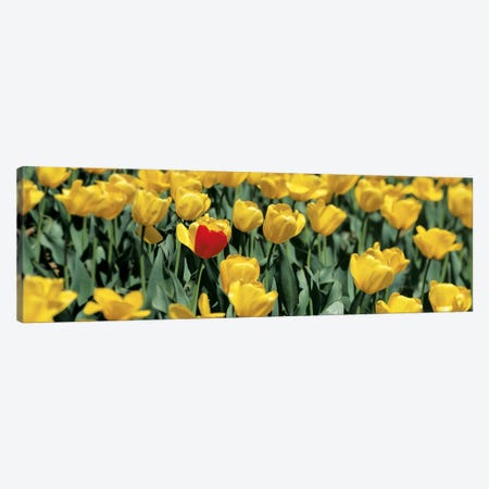 Yellow tulips in a field Canvas Print #PIM6611} by Panoramic Images Canvas Art Print