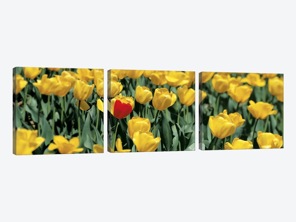 Yellow tulips in a field by Panoramic Images 3-piece Canvas Artwork