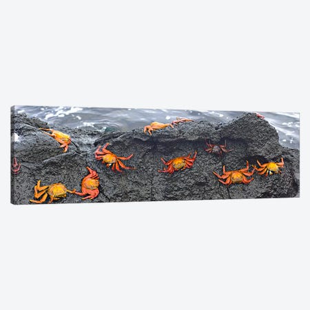High angle view of Sally Lightfoot crabs (Grapsus grapsus) on a rockGalapagos Islands, Ecuador Canvas Print #PIM6627} by Panoramic Images Art Print