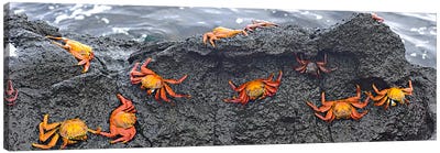 High angle view of Sally Lightfoot crabs (Grapsus grapsus) on a rockGalapagos Islands, Ecuador Canvas Art Print - South America Art