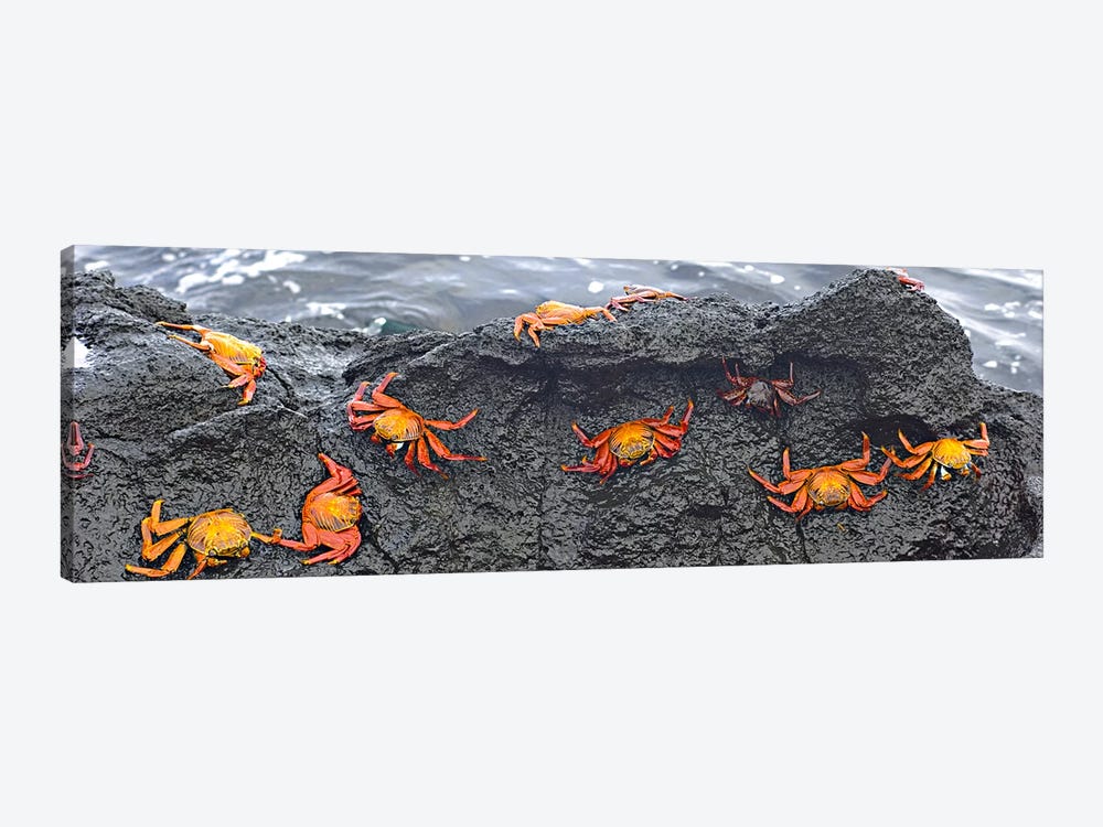 High angle view of Sally Lightfoot crabs (Grapsus grapsus) on a rockGalapagos Islands, Ecuador by Panoramic Images 1-piece Canvas Print