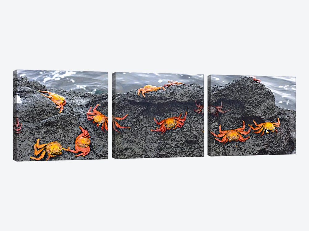 High angle view of Sally Lightfoot crabs (Grapsus grapsus) on a rockGalapagos Islands, Ecuador by Panoramic Images 3-piece Canvas Print