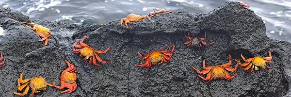 Crabs: High angle view of Sally Lightfoot crabs (Grapsus grapsus) on a rockGalapagos Islands, Ecuador by Panoramic Images