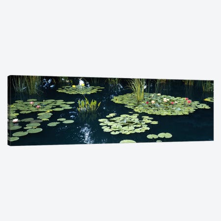 Water lilies in a pond, Denver Botanic Gardens, Denver, Colorado, USA Canvas Print #PIM6631} by Panoramic Images Art Print
