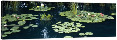 Water lilies in a pond, Denver Botanic Gardens, Denver, Colorado, USA Canvas Art Print