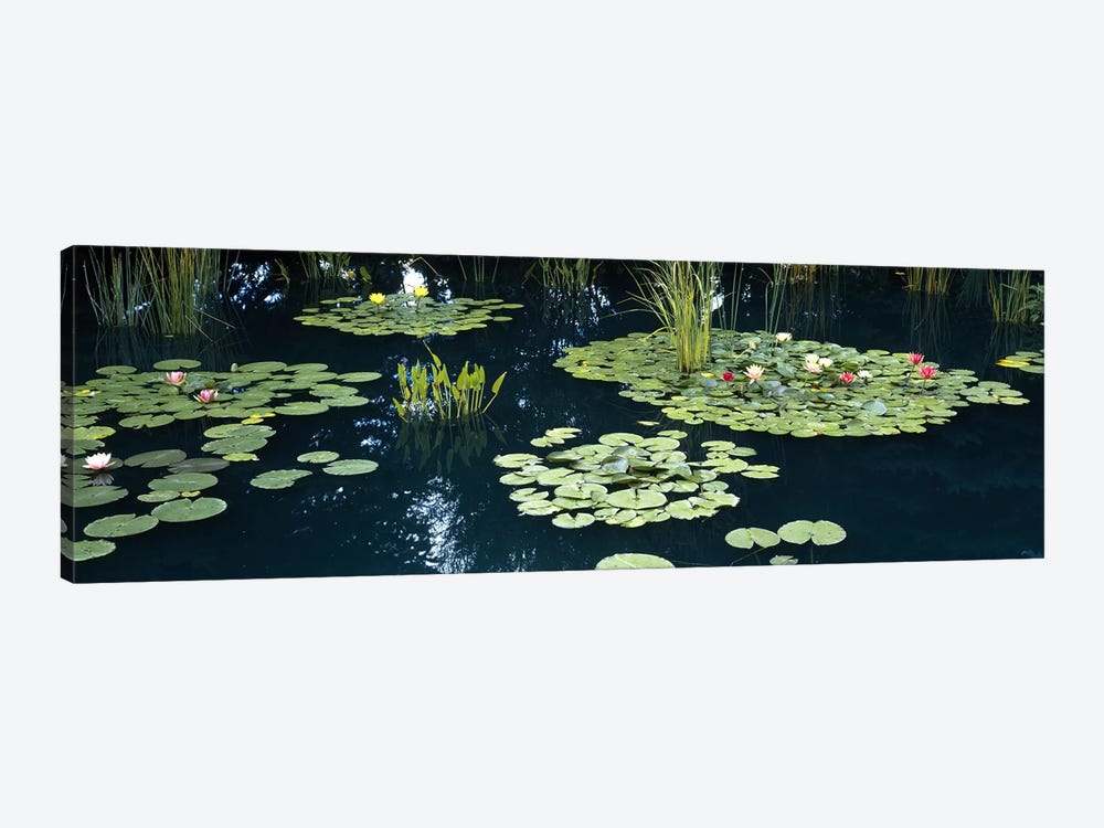 Water lilies in a pond, Denver Botanic Gardens, Denver, Colorado, USA by Panoramic Images 1-piece Canvas Artwork