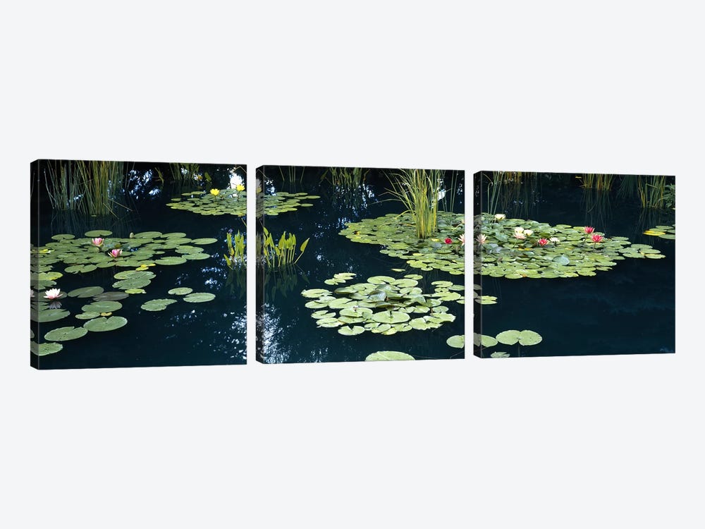 Water lilies in a pond, Denver Botanic Gardens, Denver, Colorado, USA by Panoramic Images 3-piece Canvas Artwork