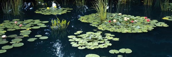 Colorado: Water lilies in a pond, Denver Botanic Gardens, Denver, Colorado, USA by Panoramic Images