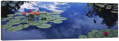 Water lilies in a pond, Denver Botanic Gardens, Denver, Denver County, Colorado, USA Canvas Art Print - Lily Art