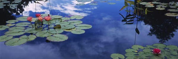 Colorado: Water lilies in a pond, Denver Botanic Gardens, Denver, Denver County, Colorado, USA by Panoramic Images